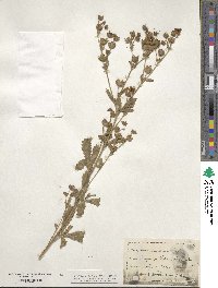 Potentilla recta image