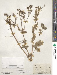 Potentilla recta image