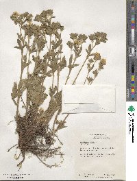 Potentilla recta image