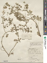 Potentilla recta image