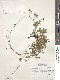 Potentilla reptans image