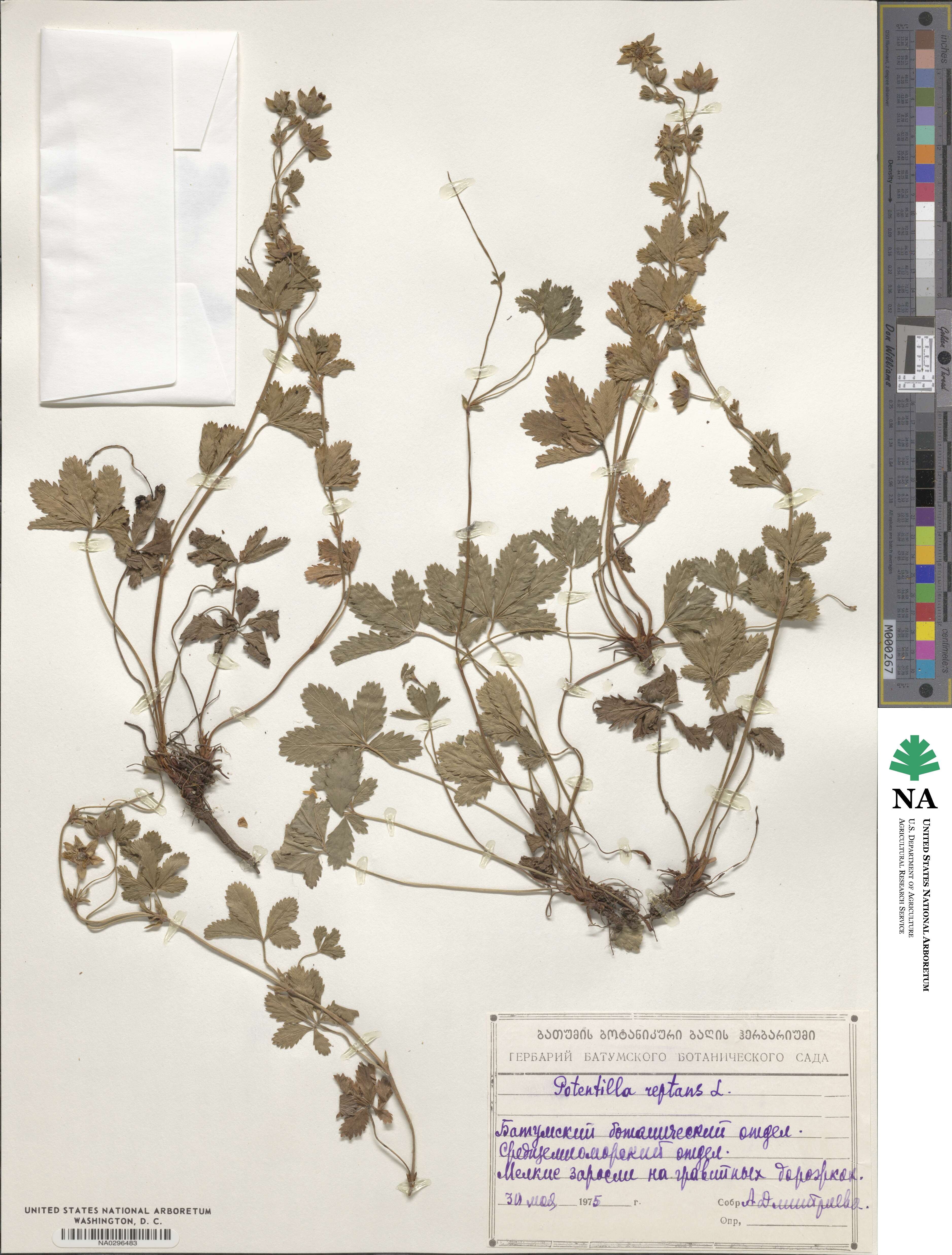 Potentilla reptans image