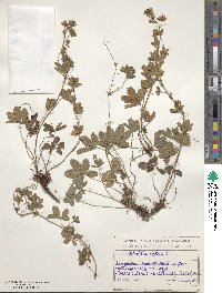 Potentilla reptans image