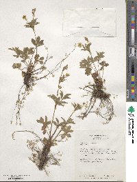 Potentilla reptans image