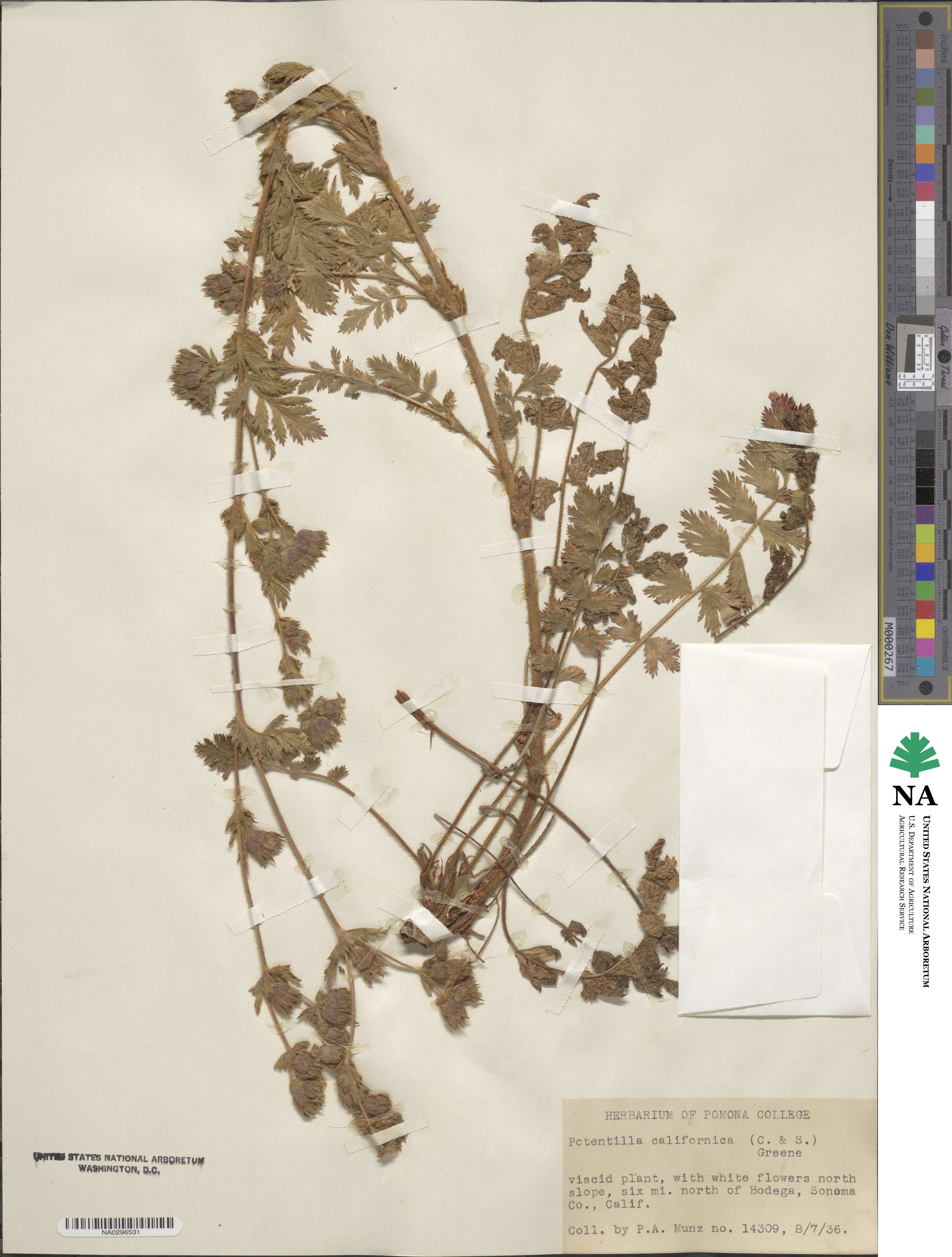 Potentilla californica image