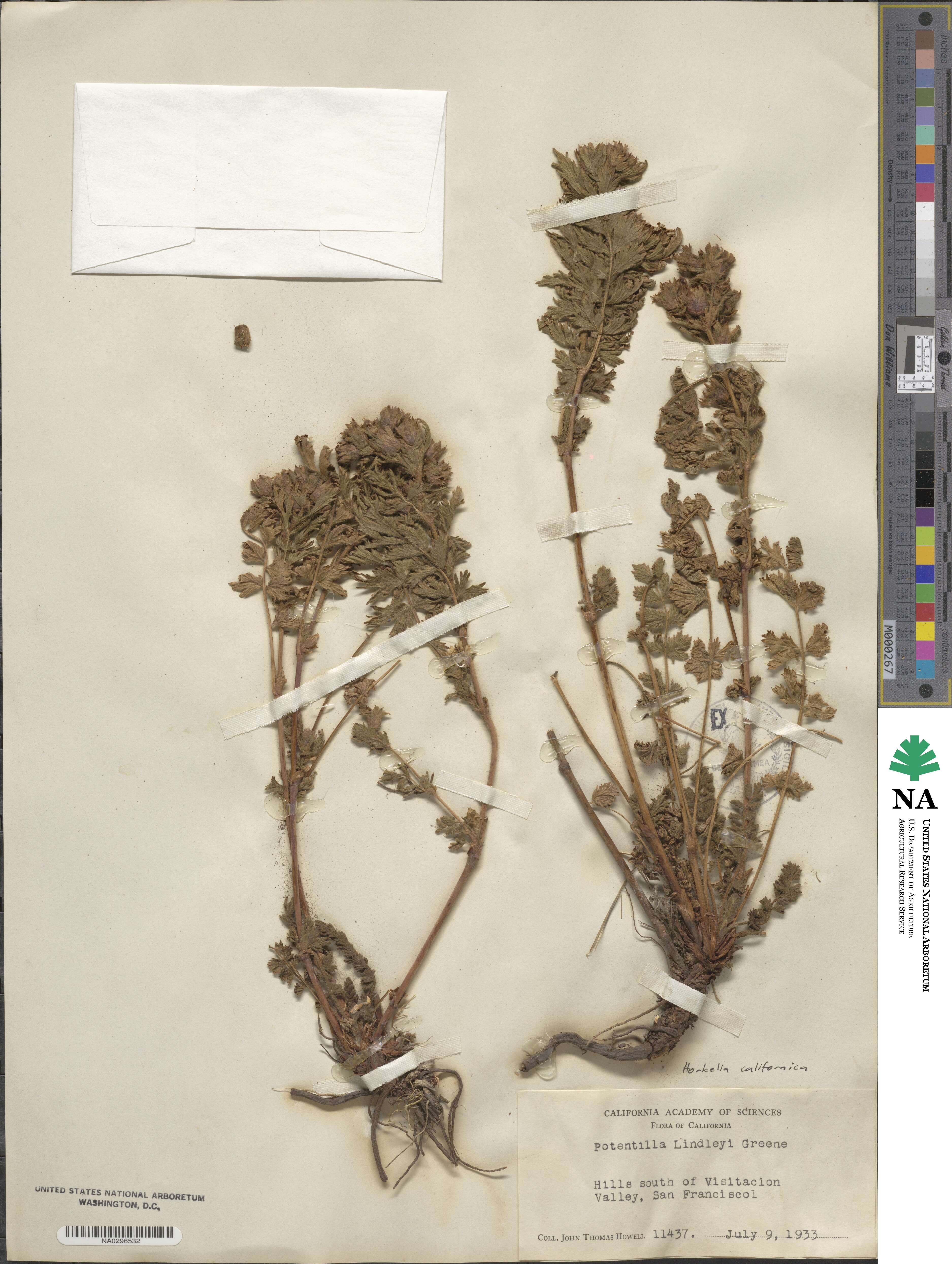 Potentilla californica image