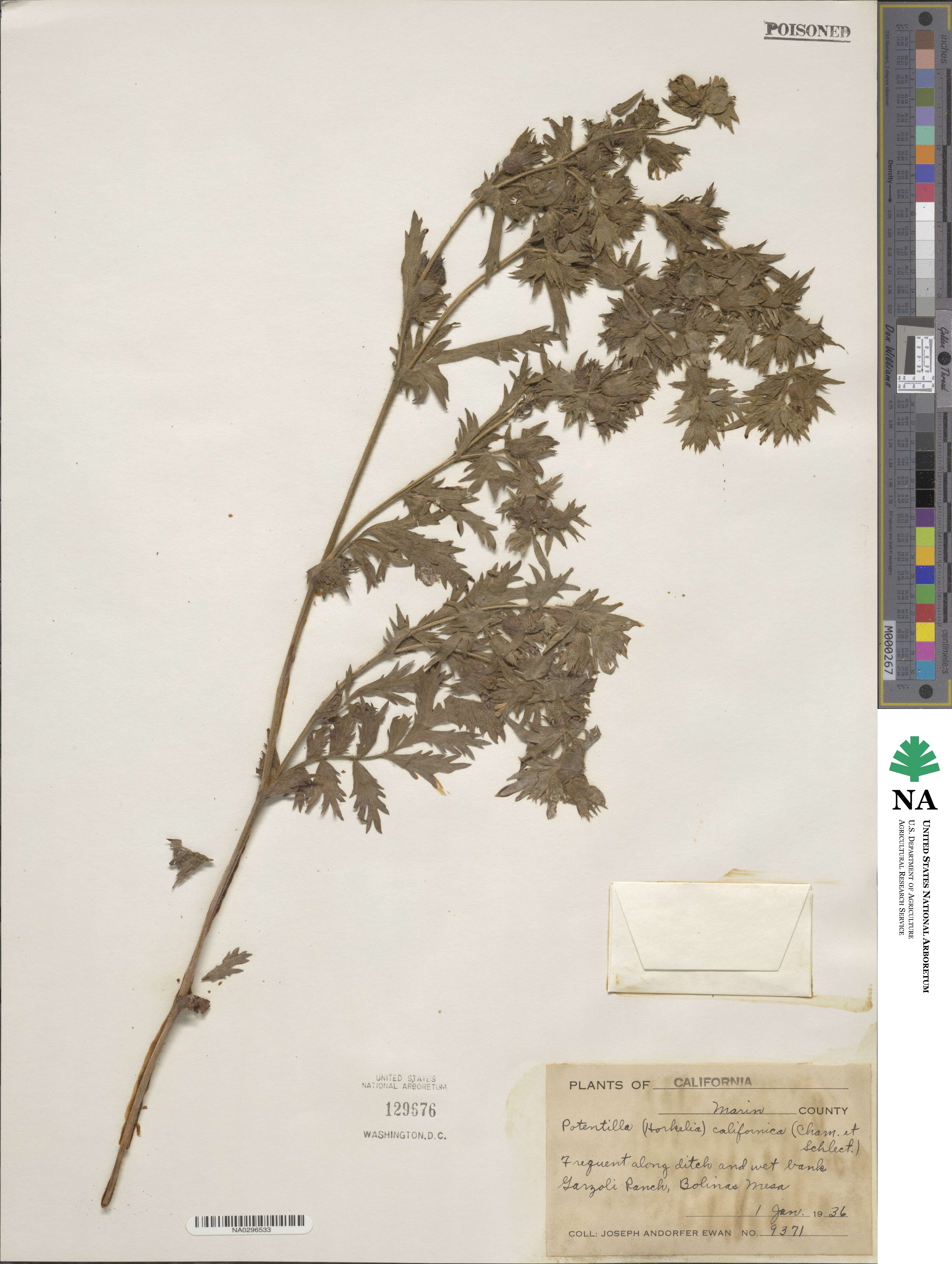 Potentilla californica image