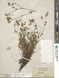 Horkelia cuneata image