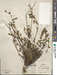 Horkelia cuneata image
