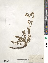Horkelia cuneata image