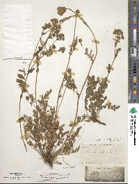 Horkelia cuneata image