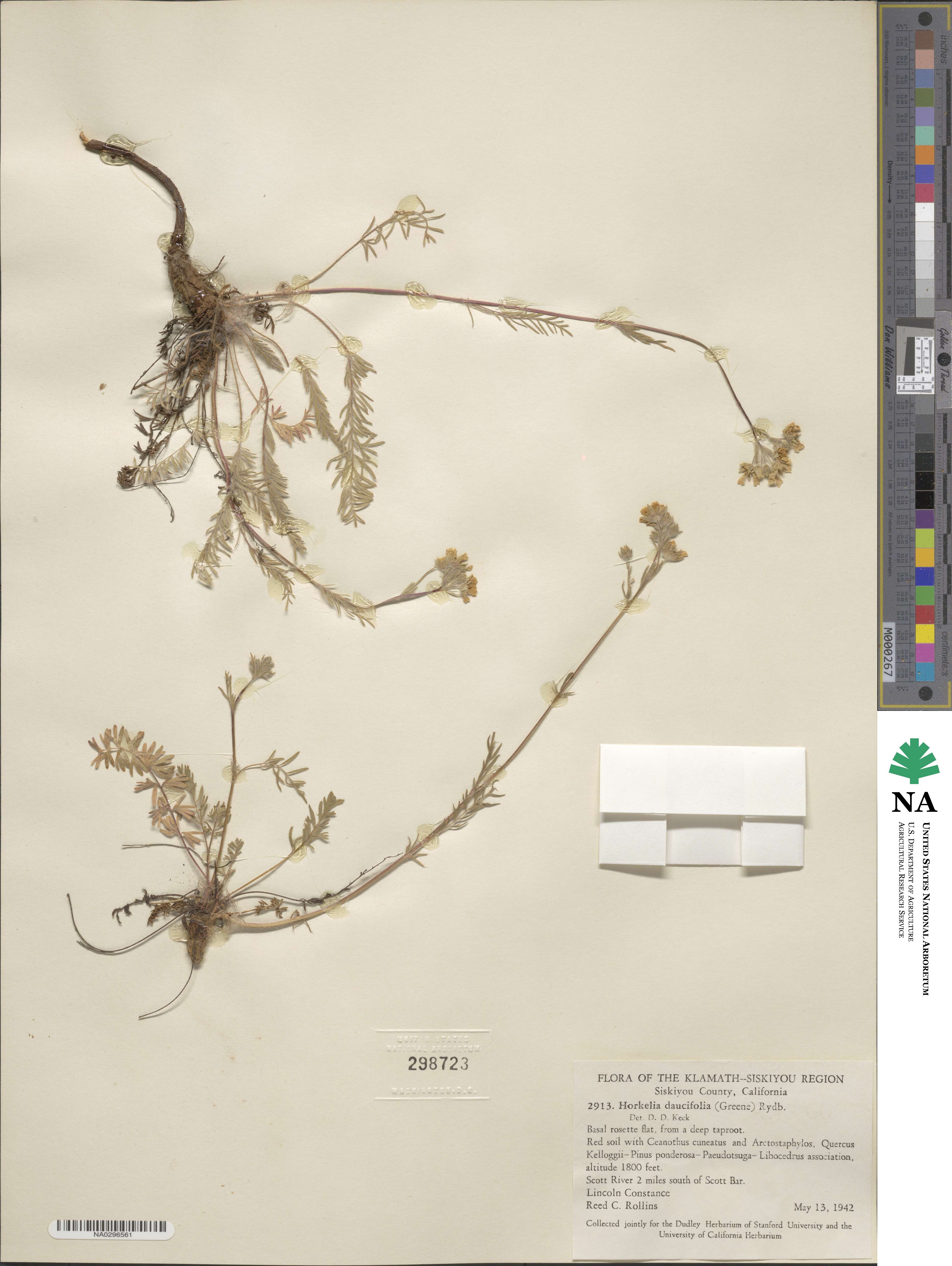 Potentilla daucifolia image