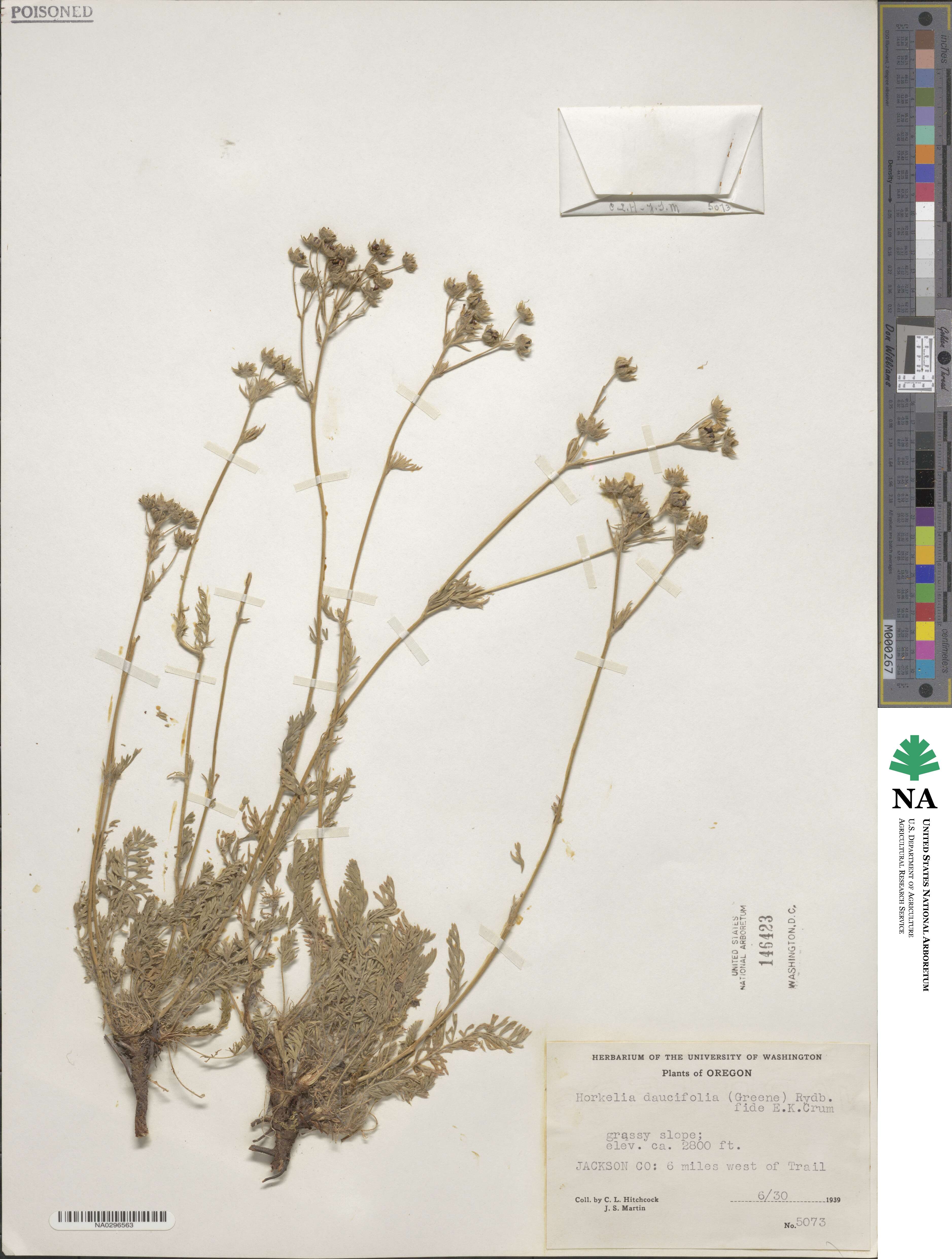 Potentilla daucifolia image