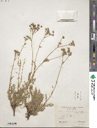 Potentilla daucifolia image