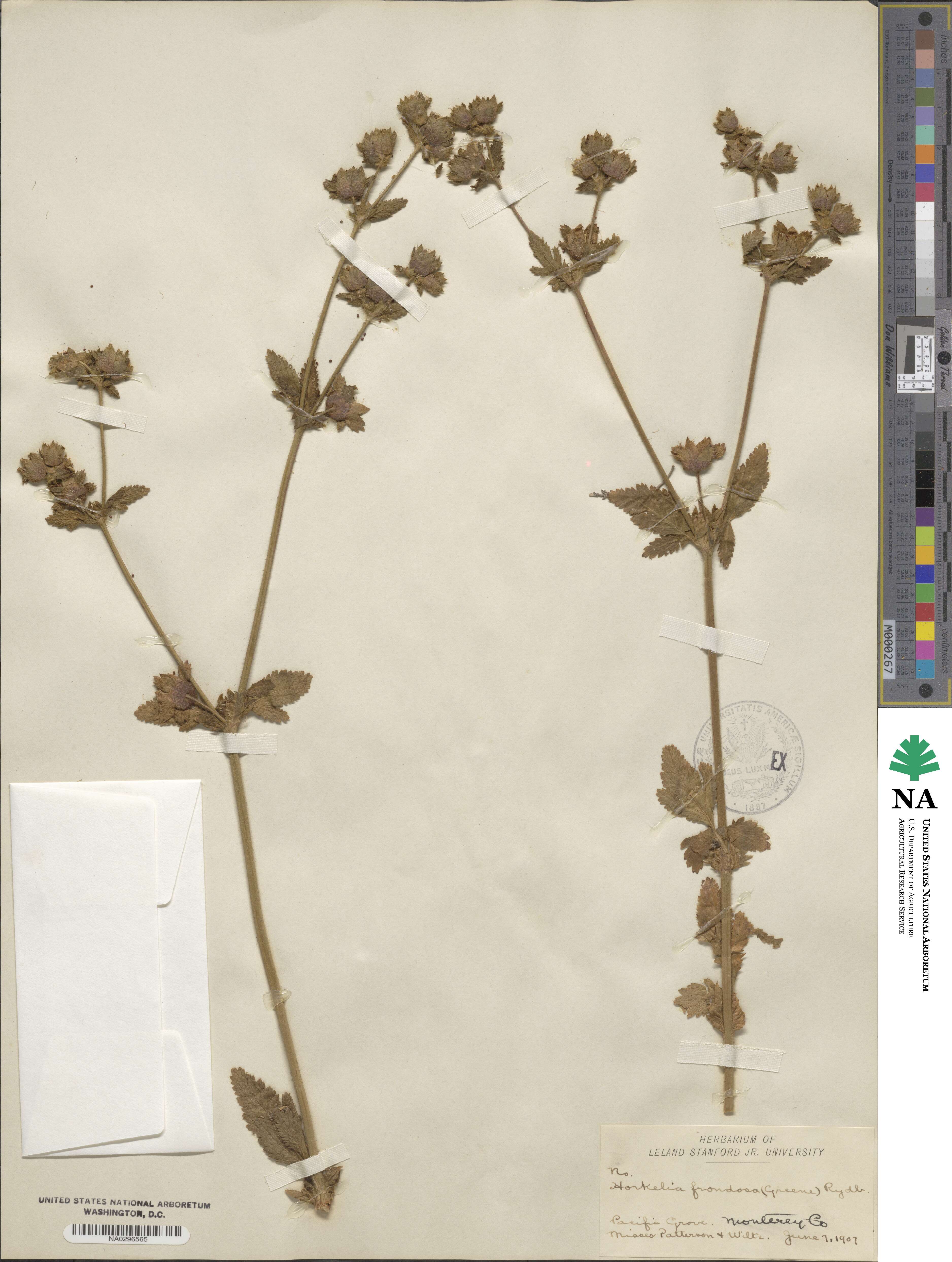 Potentilla frondosa image