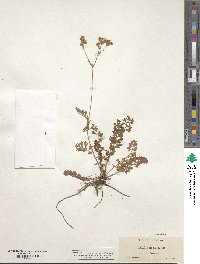 Potentilla douglasii image