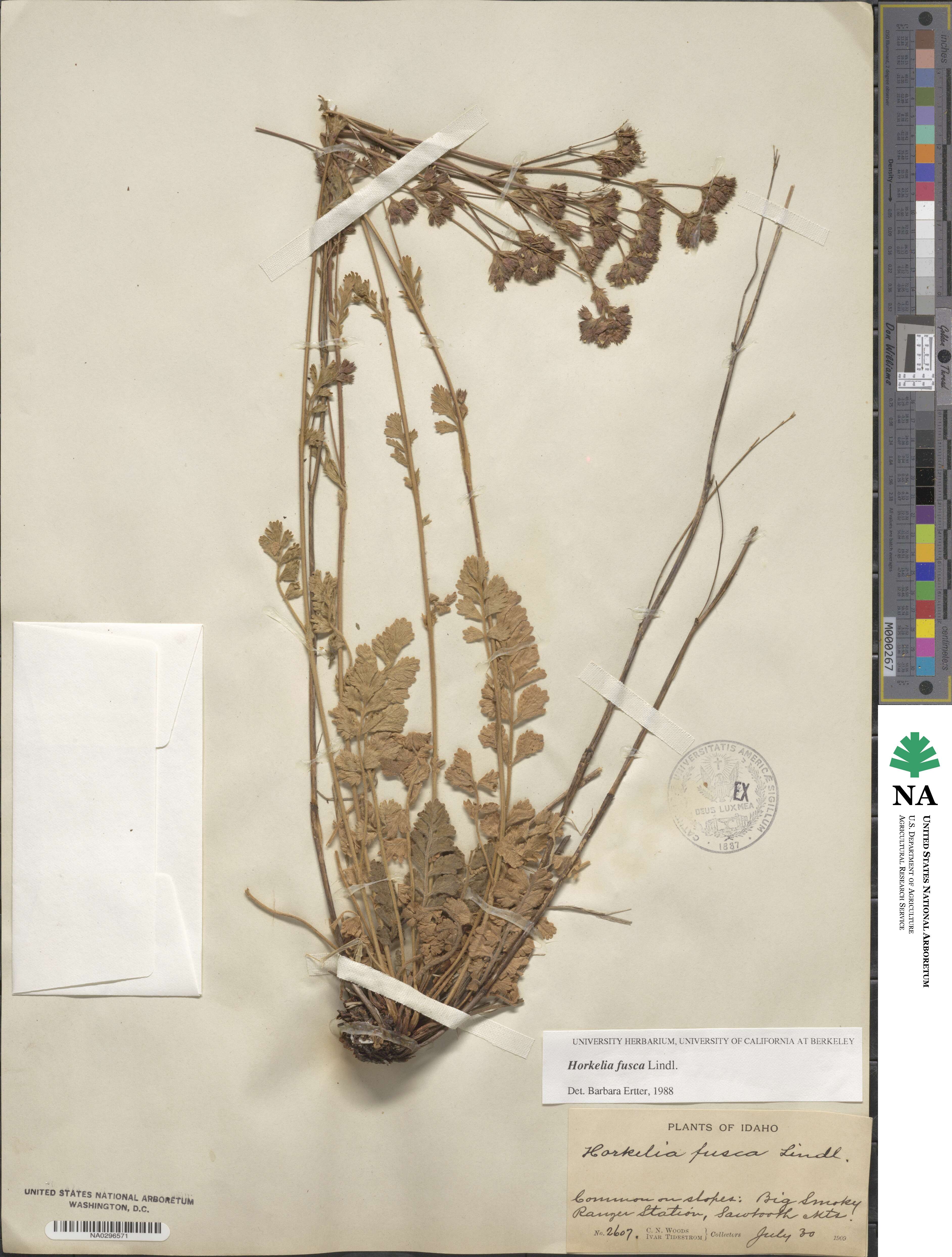 Potentilla douglasii image