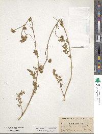 Potentilla douglasii var. tenella image