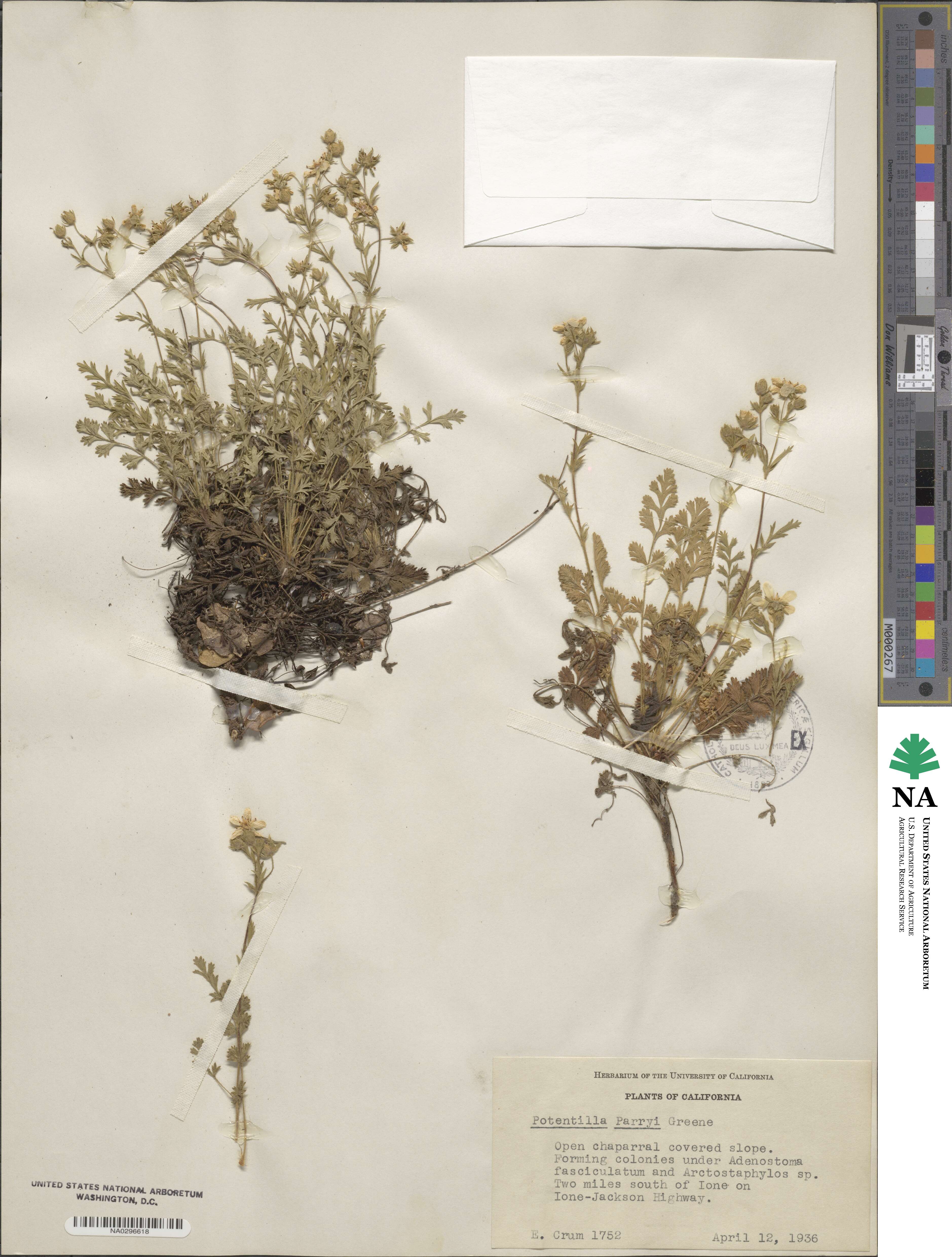 Potentilla parryi image