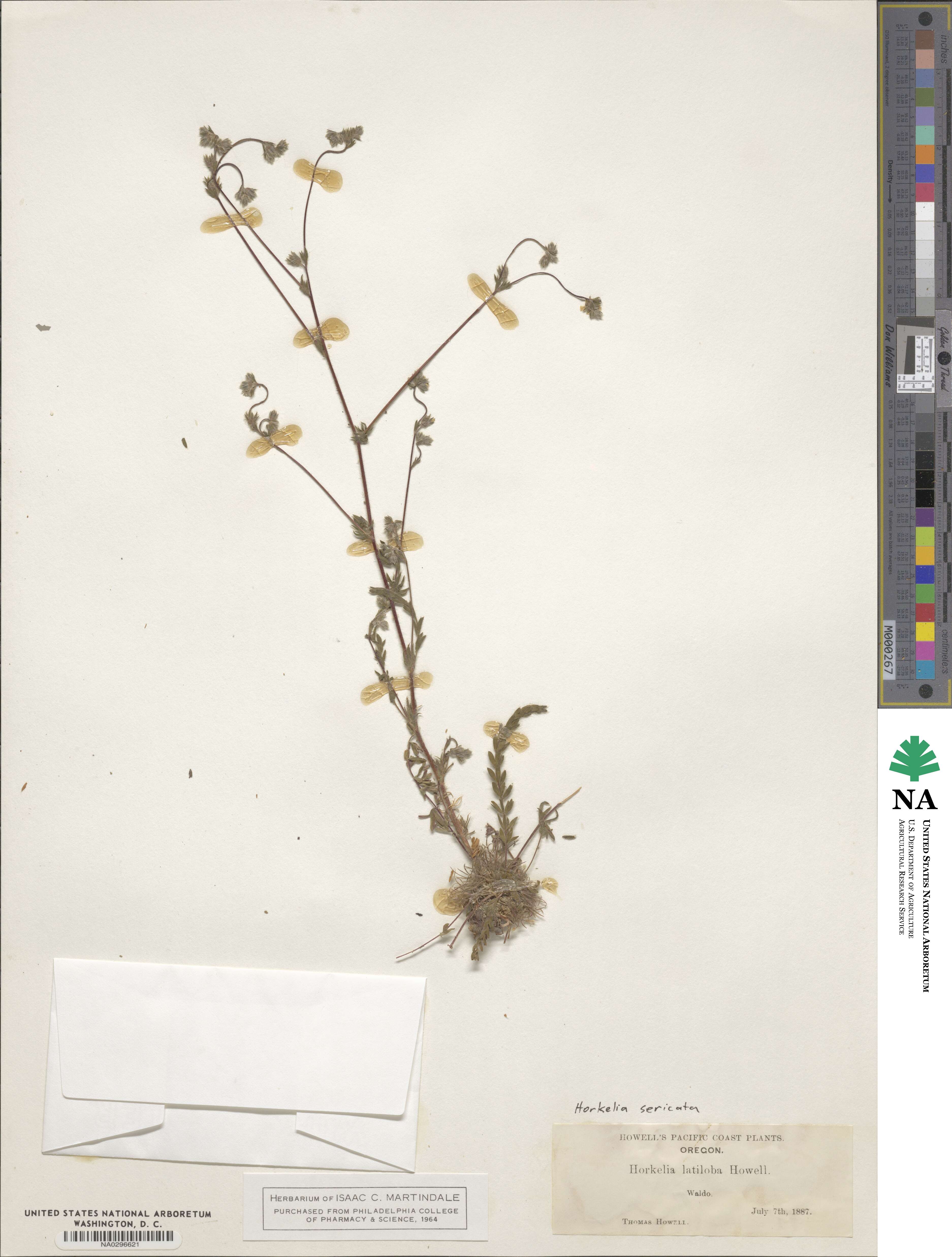 Potentilla sericata image