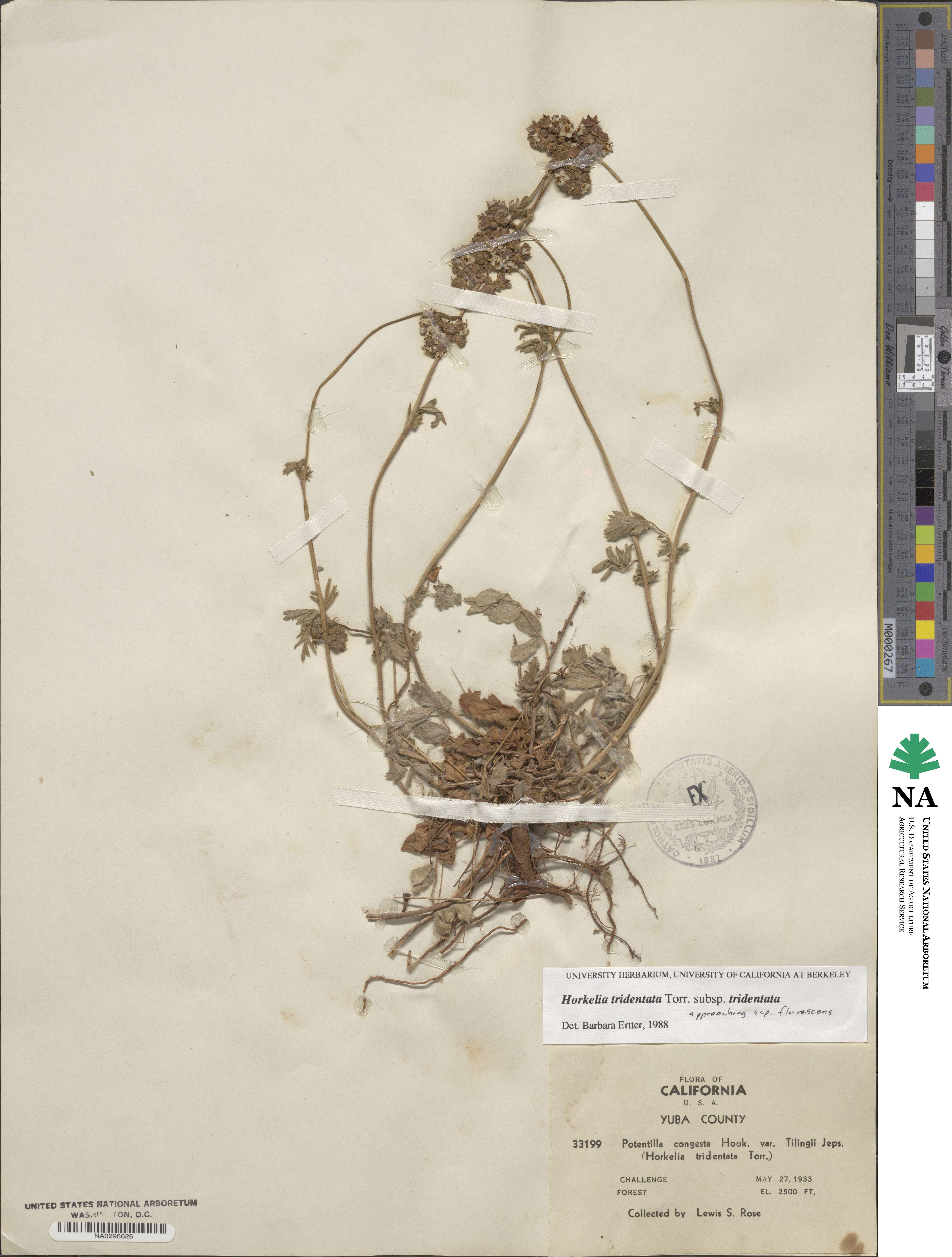 Potentilla tilingii image