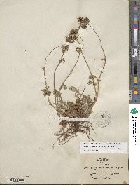 Potentilla tilingii image