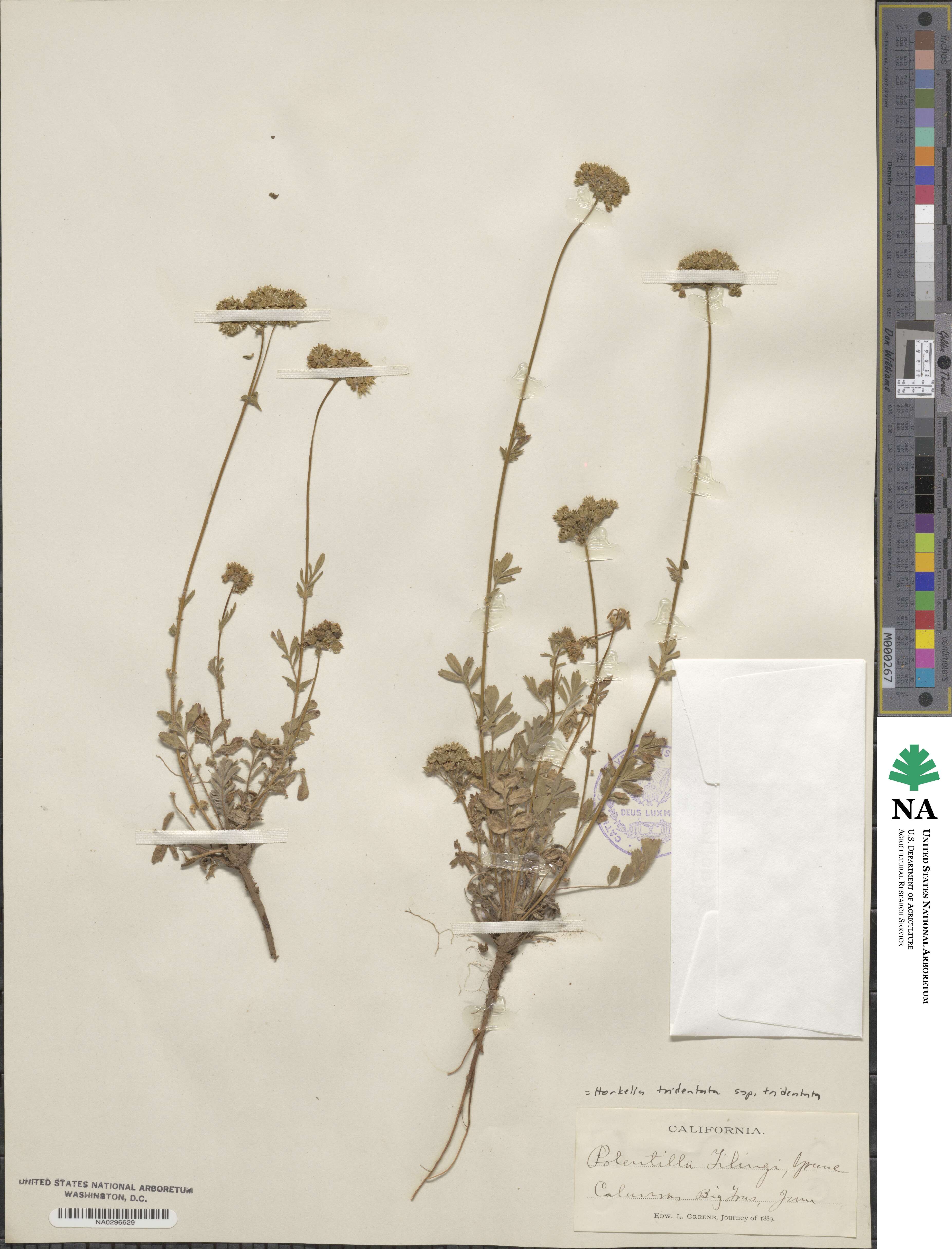 Potentilla tilingii image