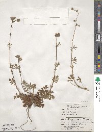 Potentilla tilingii image