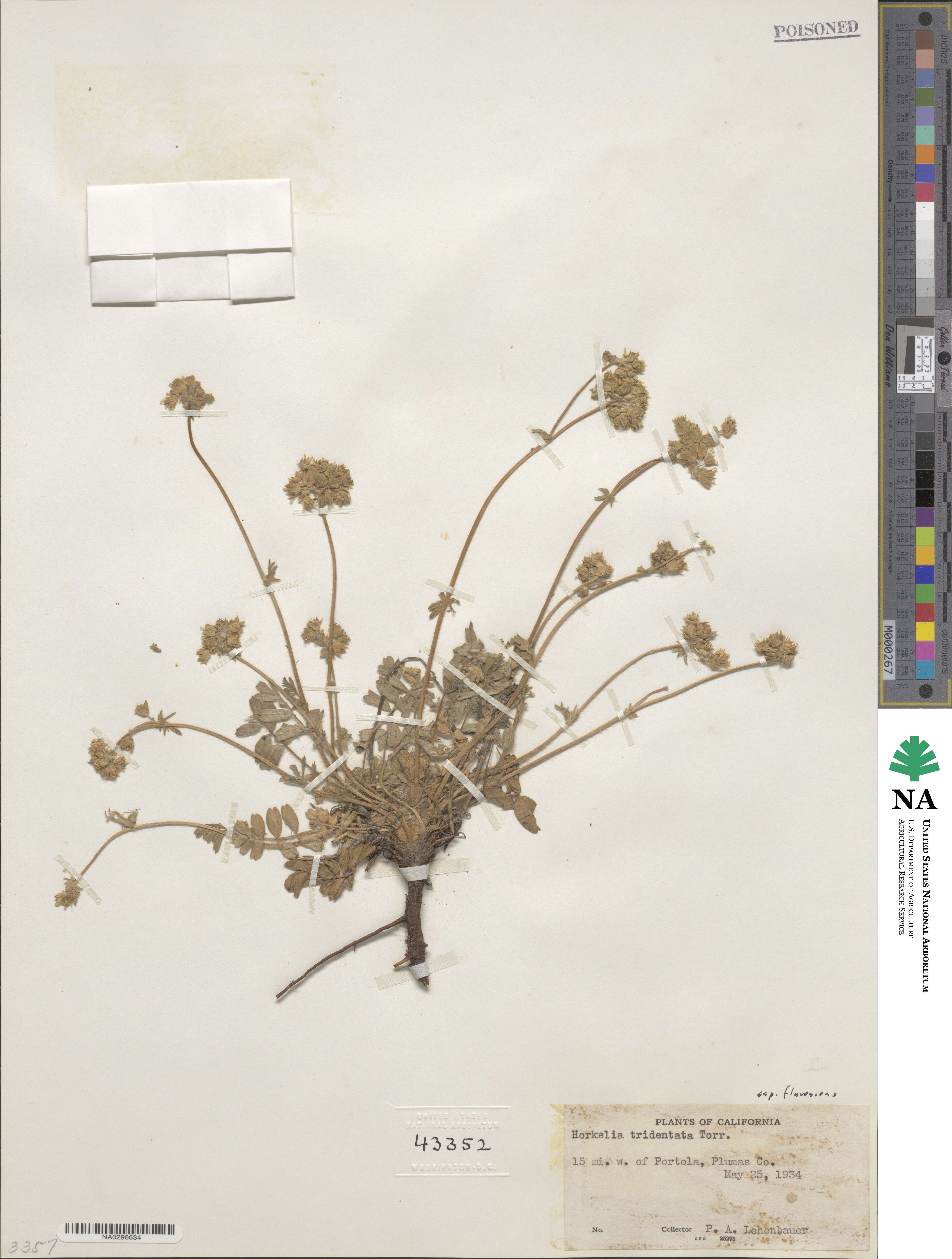 Potentilla tilingii var. flavescens image