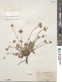 Potentilla tilingii image