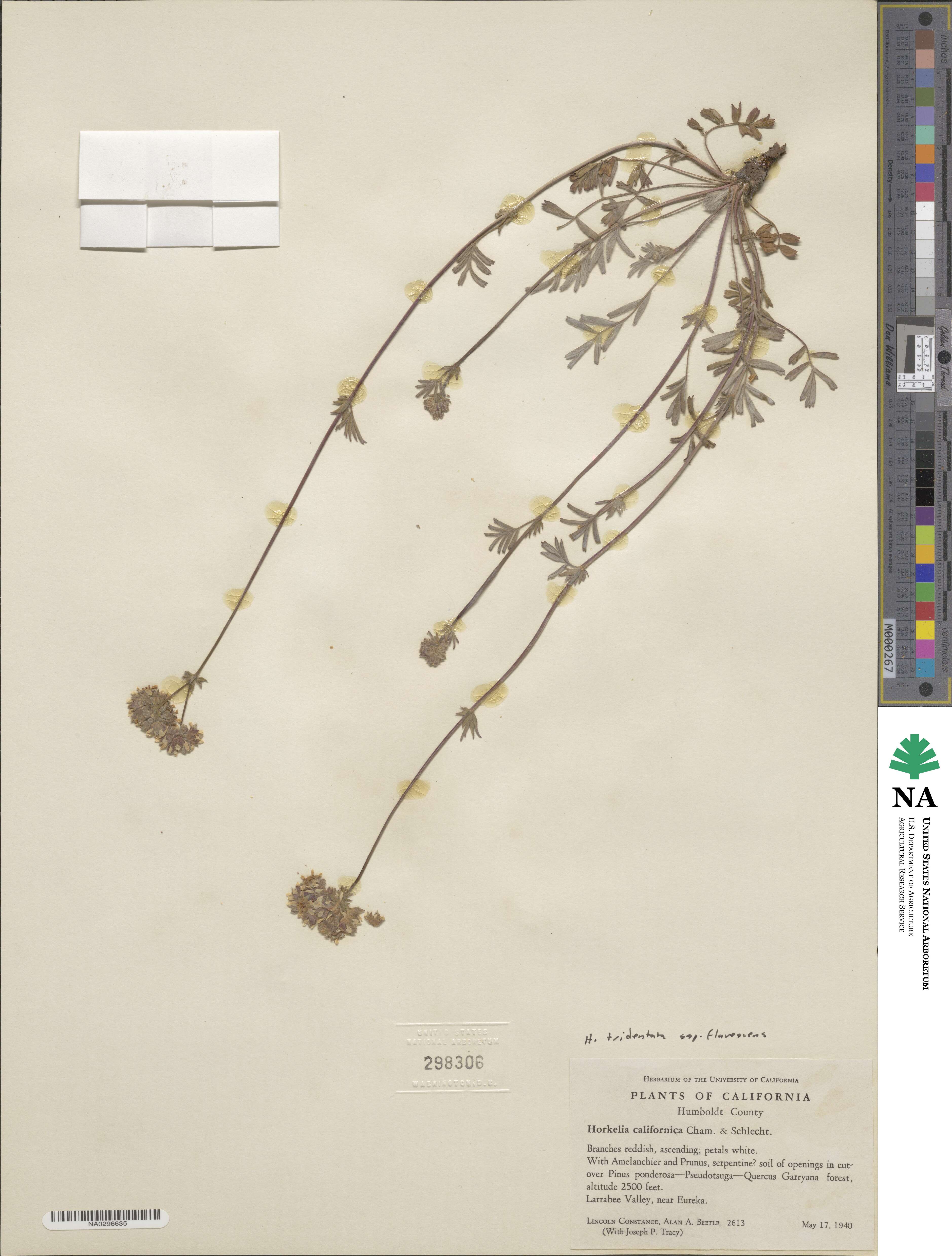 Potentilla tilingii var. flavescens image