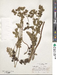 Potentilla californica image