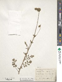 Potentilla californica image