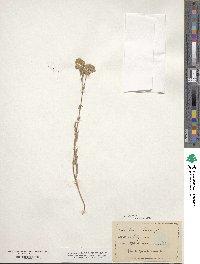 Image of Potentilla aperta