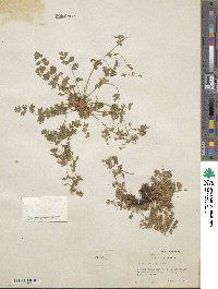 Potentilla baileyi image