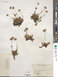 Potentilla gordonii image