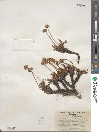 Potentilla gordonii image