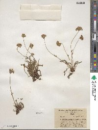 Potentilla gordonii image