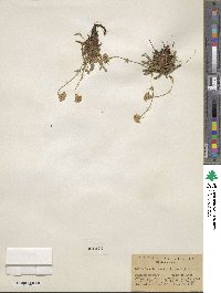 Potentilla gordonii image