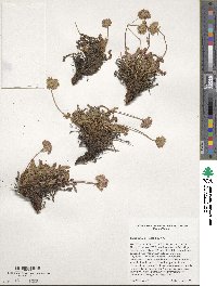 Potentilla gordonii image