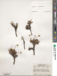 Potentilla gordonii image