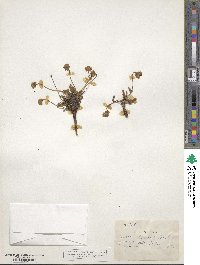 Potentilla gordonii image