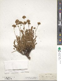 Potentilla gordonii image