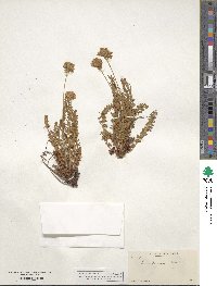 Potentilla gordonii image