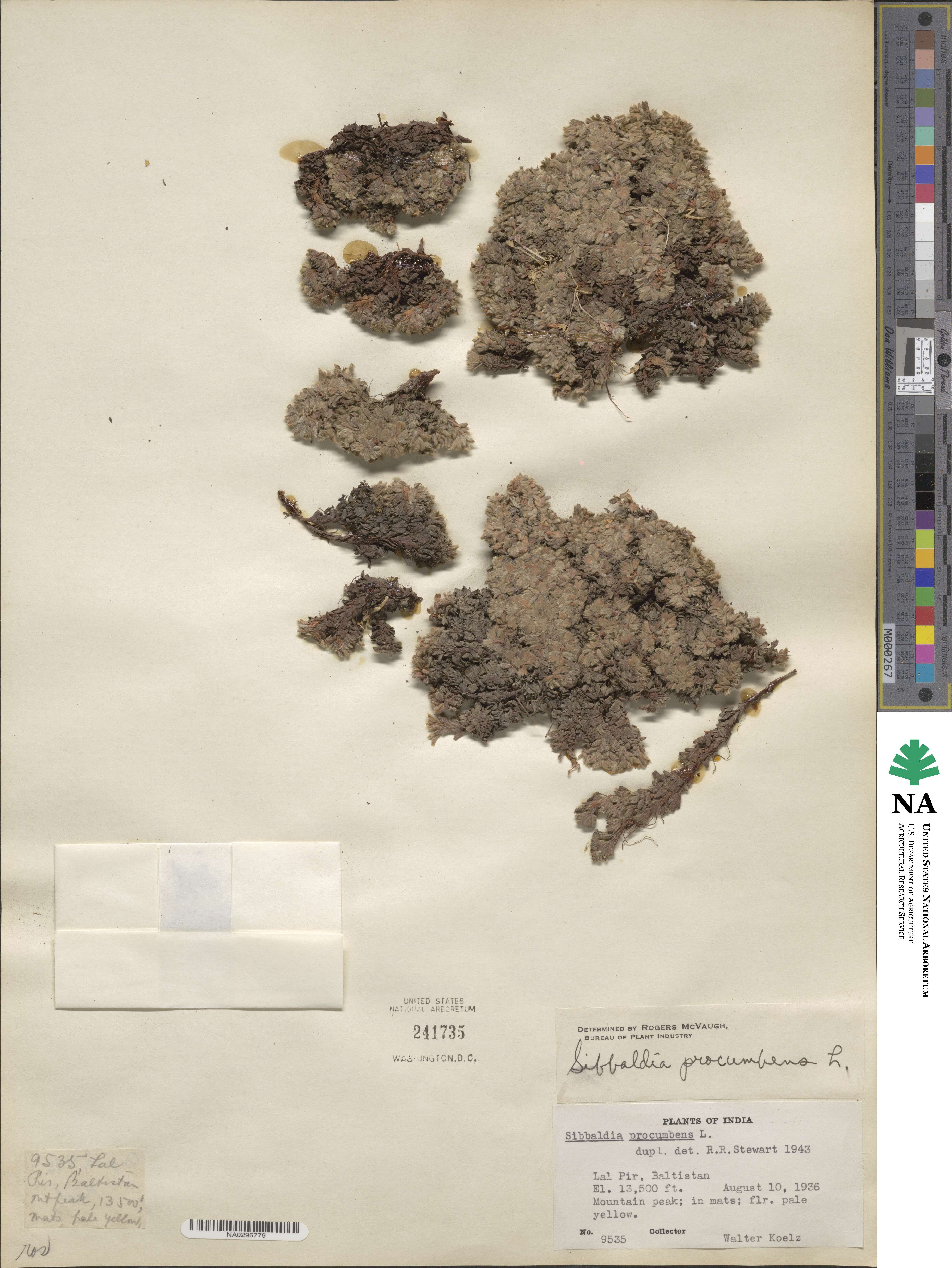 Sibbaldia procumbens image