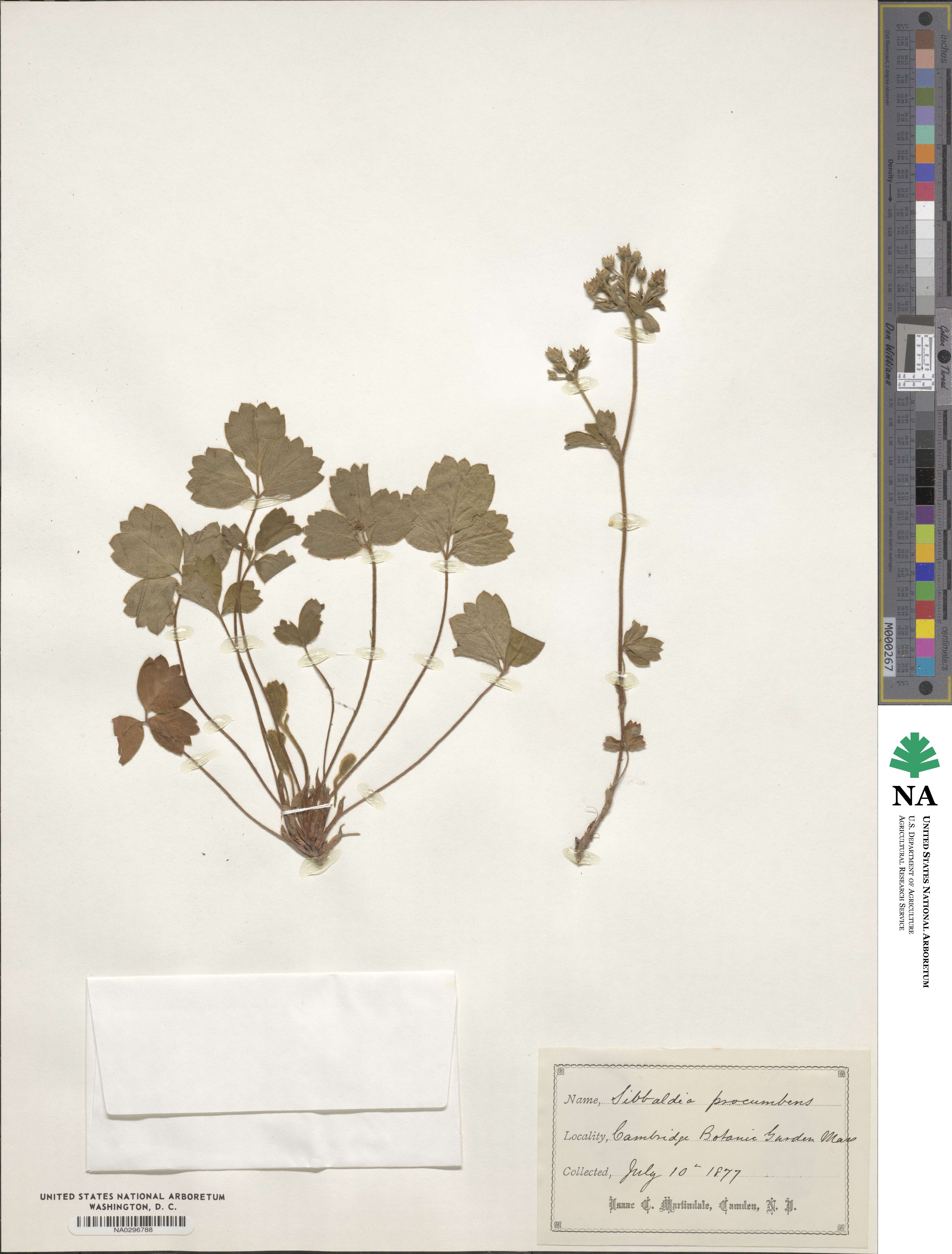 Sibbaldia procumbens image