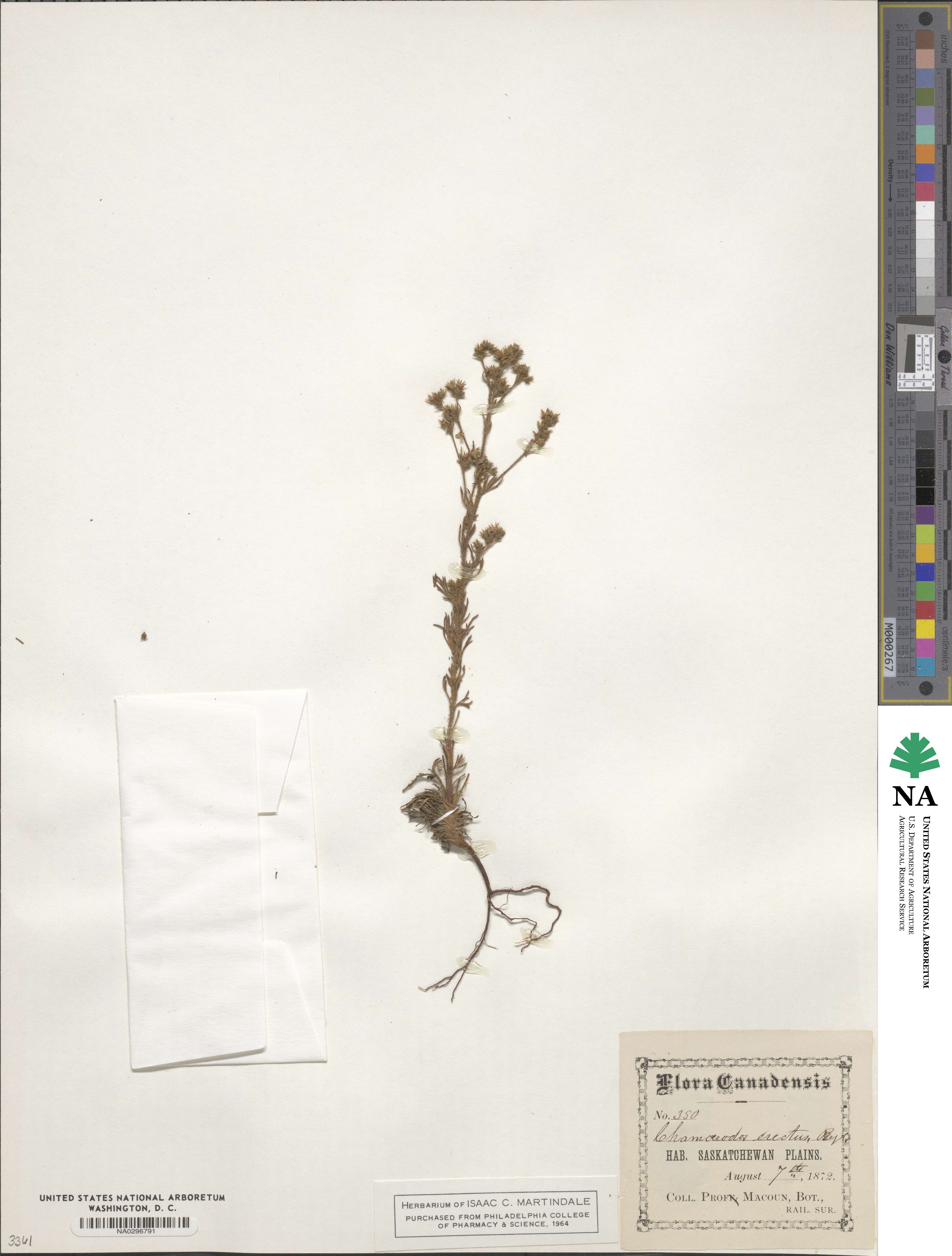 Chamaerhodos erecta image