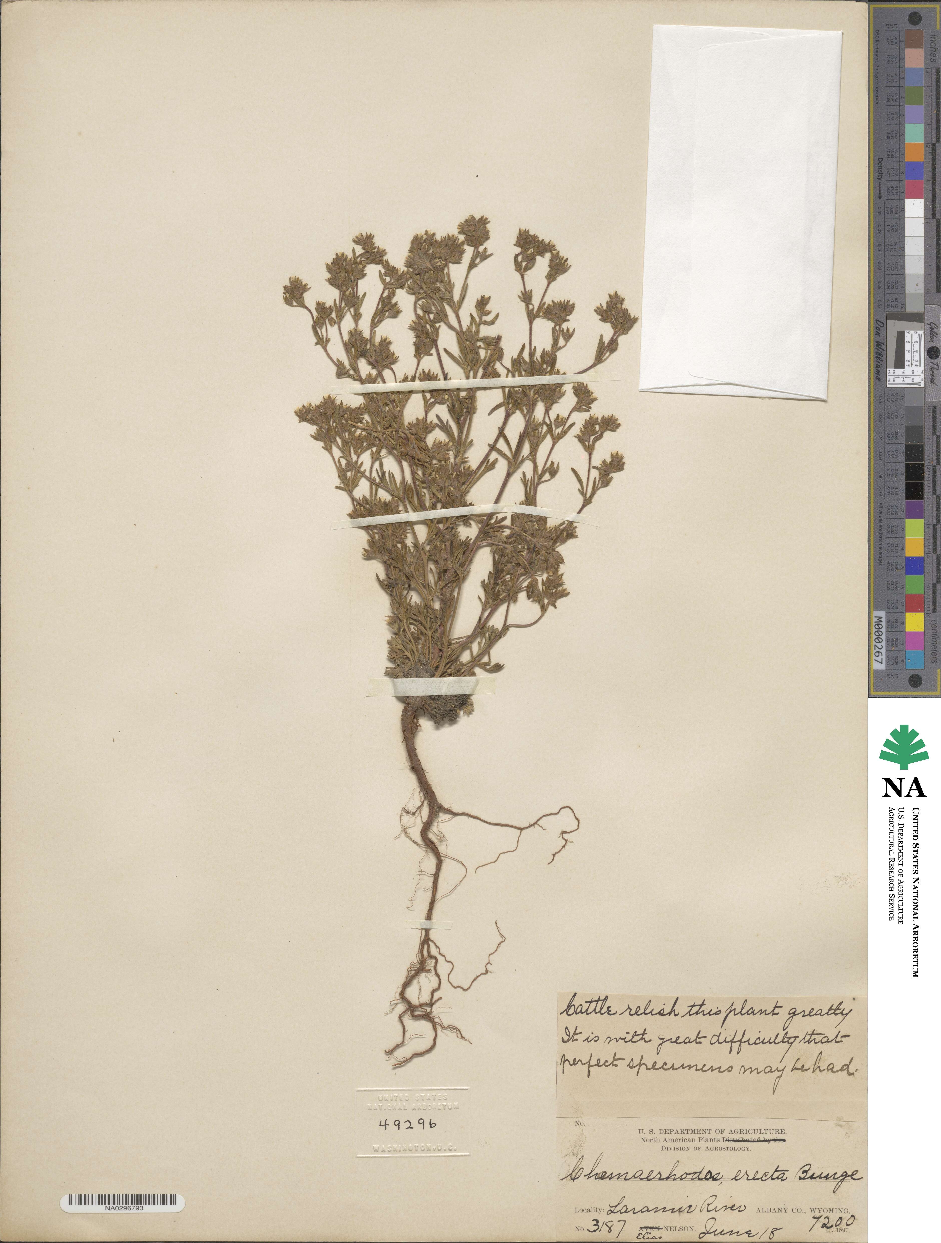 Chamaerhodos erecta image
