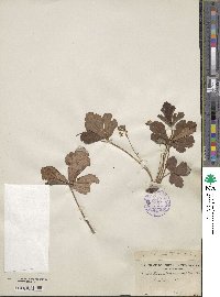 Geum fragarioides image