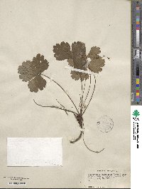 Geum fragarioides image